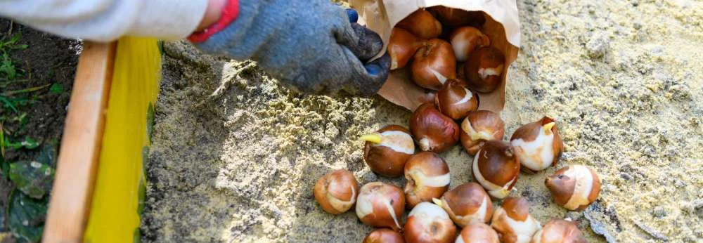 Eine Person pflanzt Blumenzwiebeln aus einer Papiertüte in ein Beet.